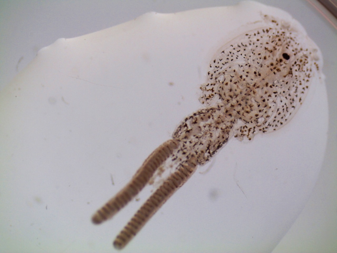 Control sanitario del Caligus en la salmonicultura chilena