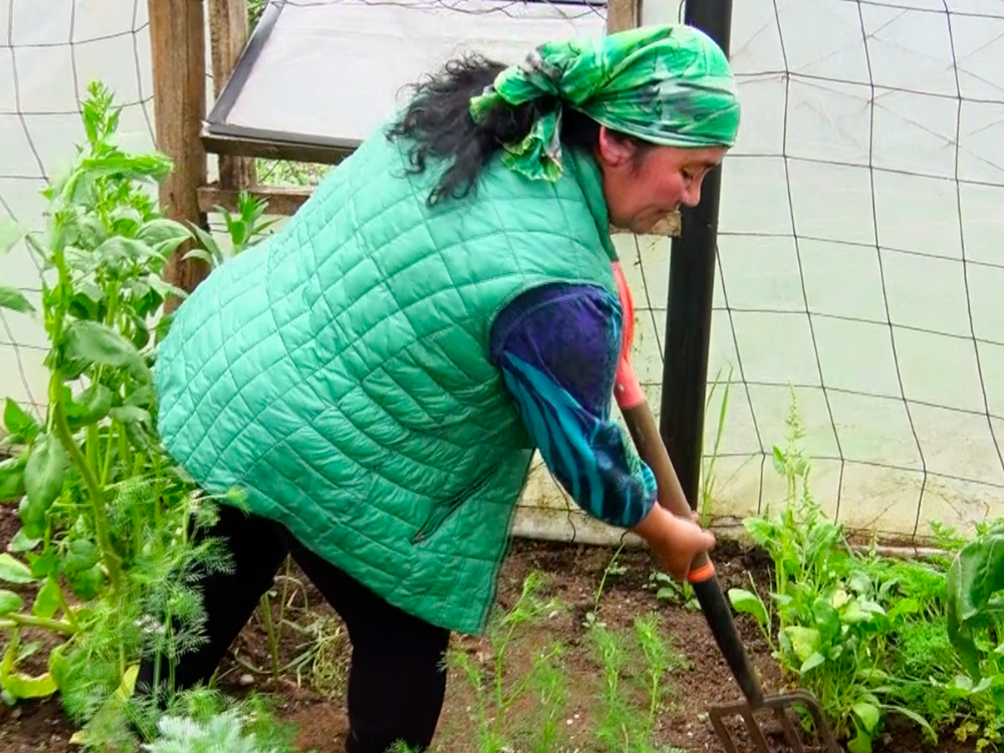 Proyecto Hortaliceras de Quellón: Salmones Austral, Indap y Sodexo