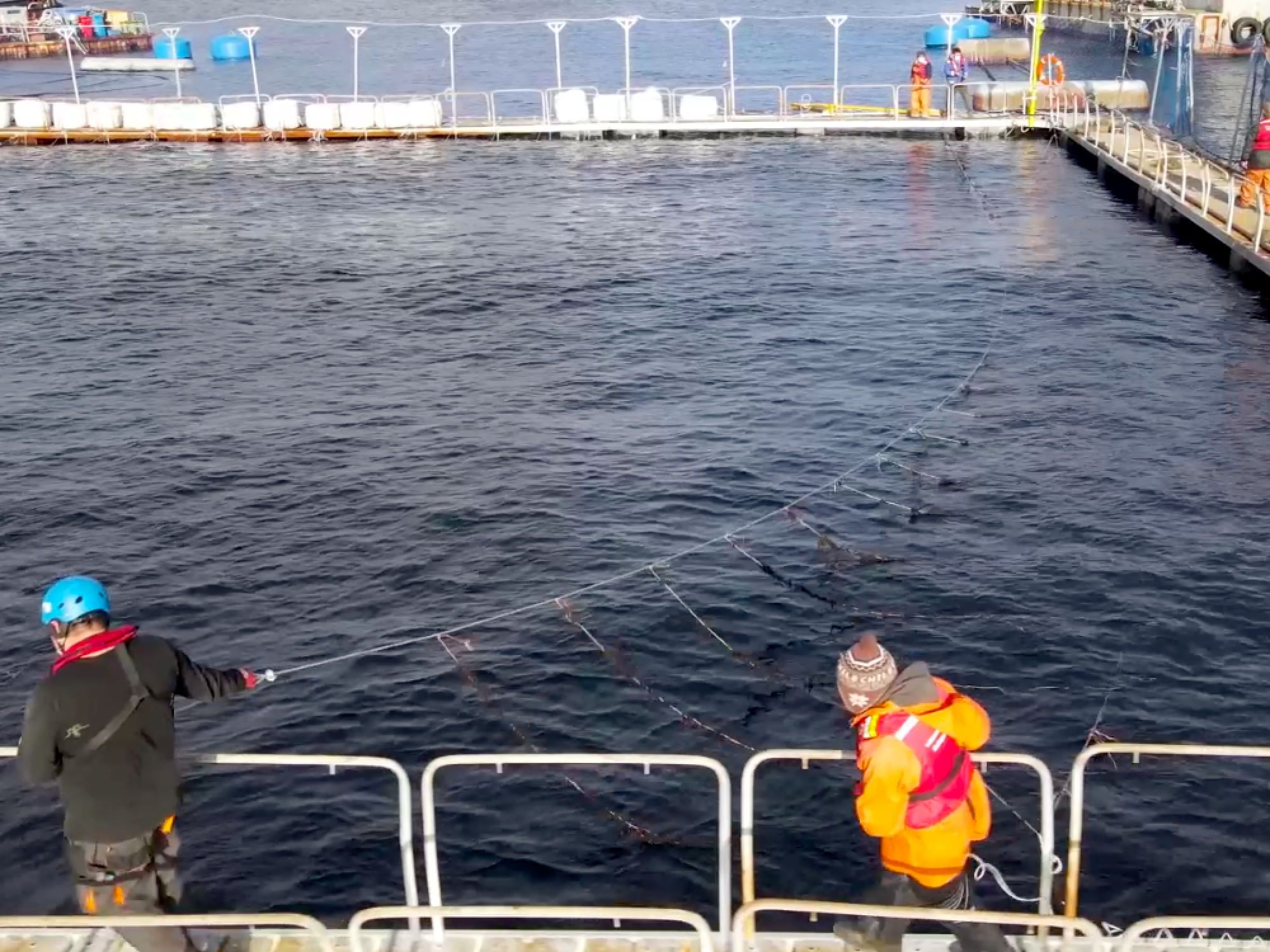 Proyecto cultivo de algas