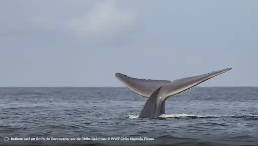 Innovadora alianza chilena logra que protección de ballenas quede registrada oficialmente en los mapas de navegación