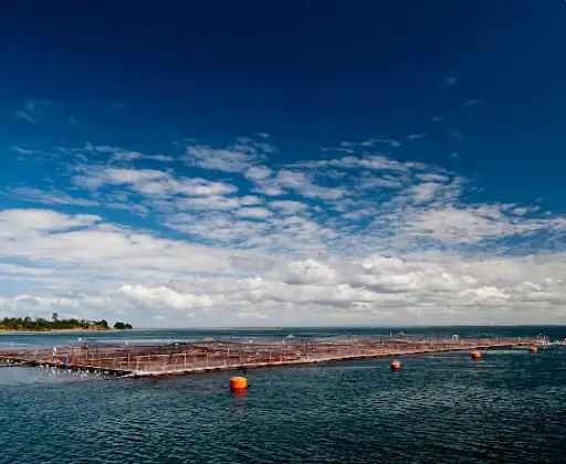 Empresas de SalmonChile realizarán estudio de huella de agua para optimizar su uso en la producción