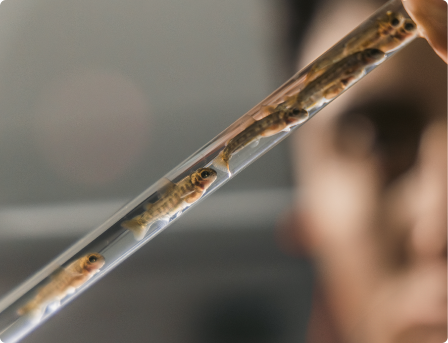 Comienzo de la madurez: recuperación y aprendizaje